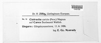 Anthracoidea caricis image